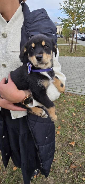 12 tyg. maleństwo szczeniak pilnie szuka domu!