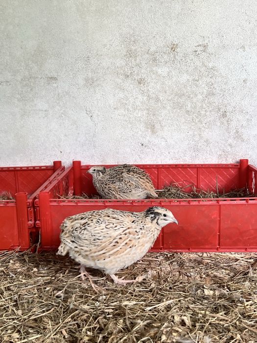 Codornizes gigantes do dia , 15 dias e 1 mês ,ovos galados