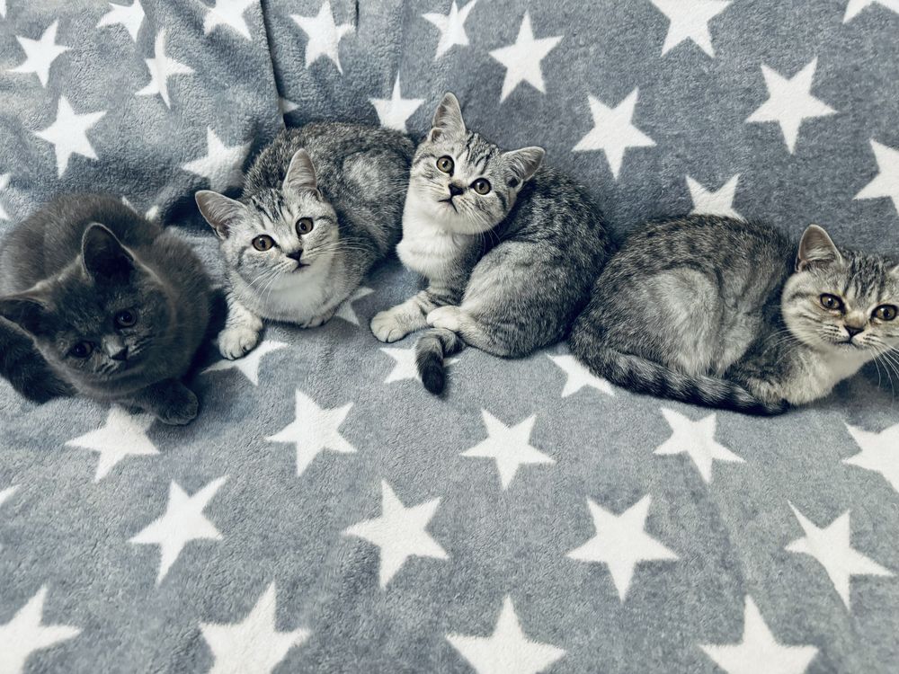 Шотландські кошенята/Scottish fold/straight