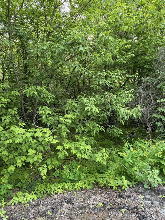 Земельна ділянка, під лісом Гореничі, 25 соток