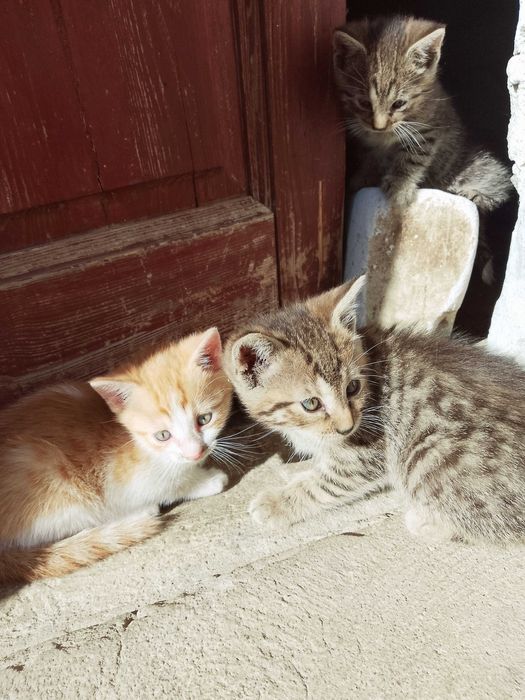 Słodziaki kociaki zapraszają do adopcji! :) Okolice Nowego Sącza!