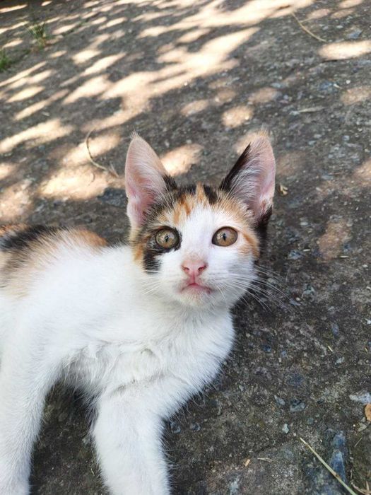 продам Котят не дорого