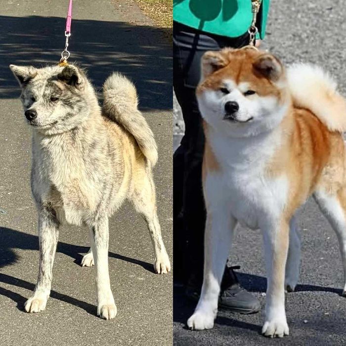 Akita Japońska*Planowany miot*hodowla ZKwP