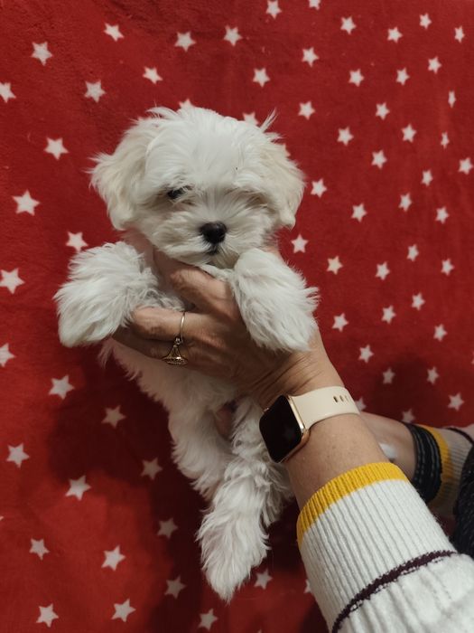 Uroczy piesek maltańczyk szuka kochającego domku