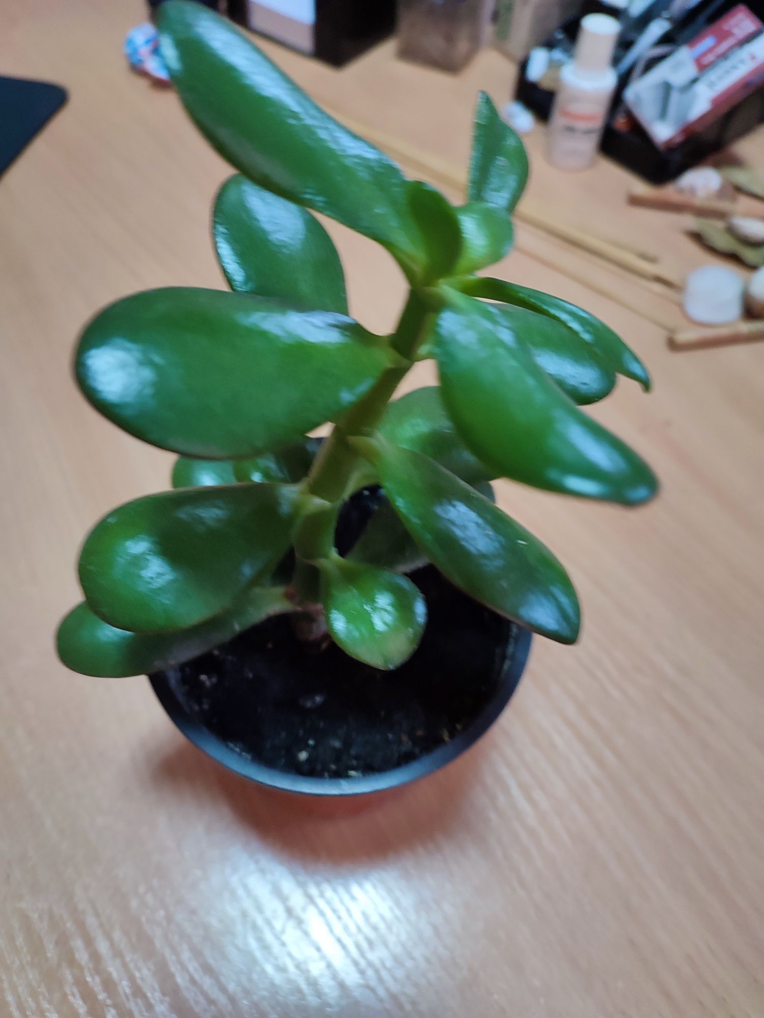 Товстянка, красула (Crassula), або грошове дерево