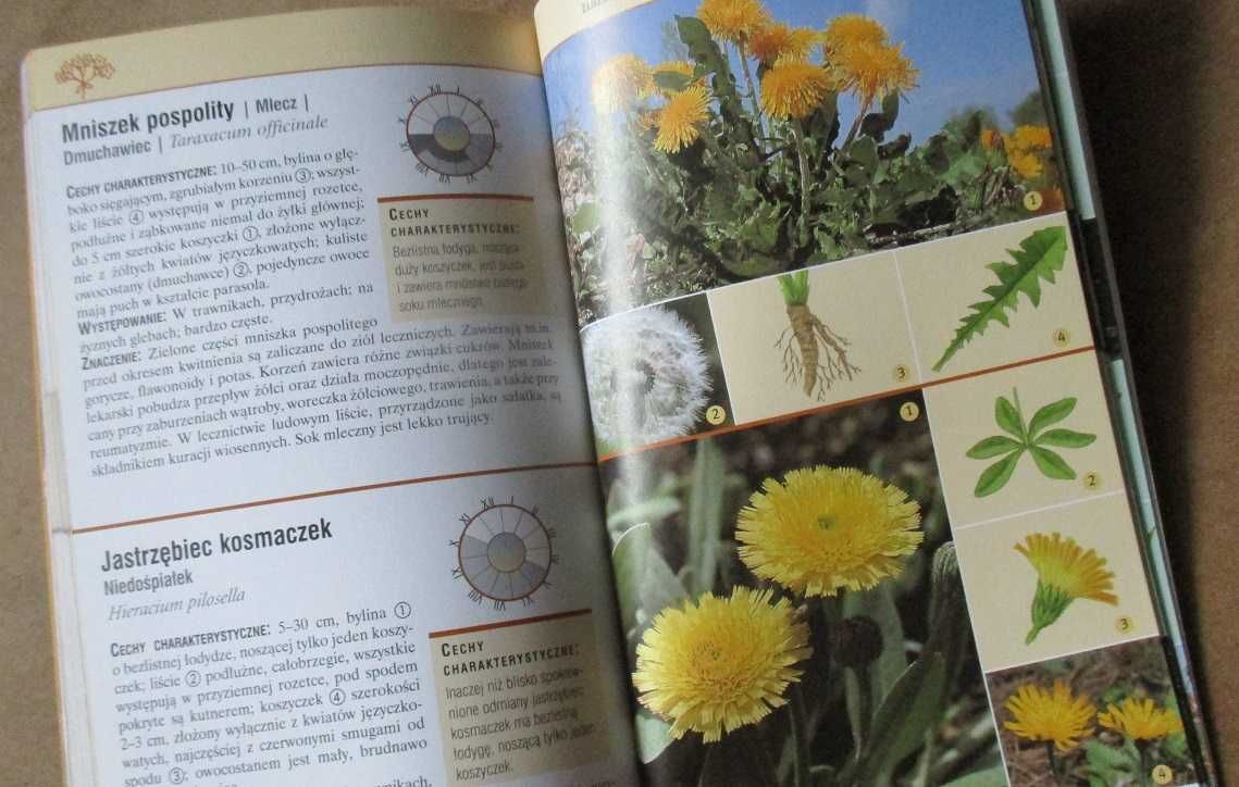 Ziólka i my/Zioła i rośliny lecznicze/Zioła i przyprawy z ogródka