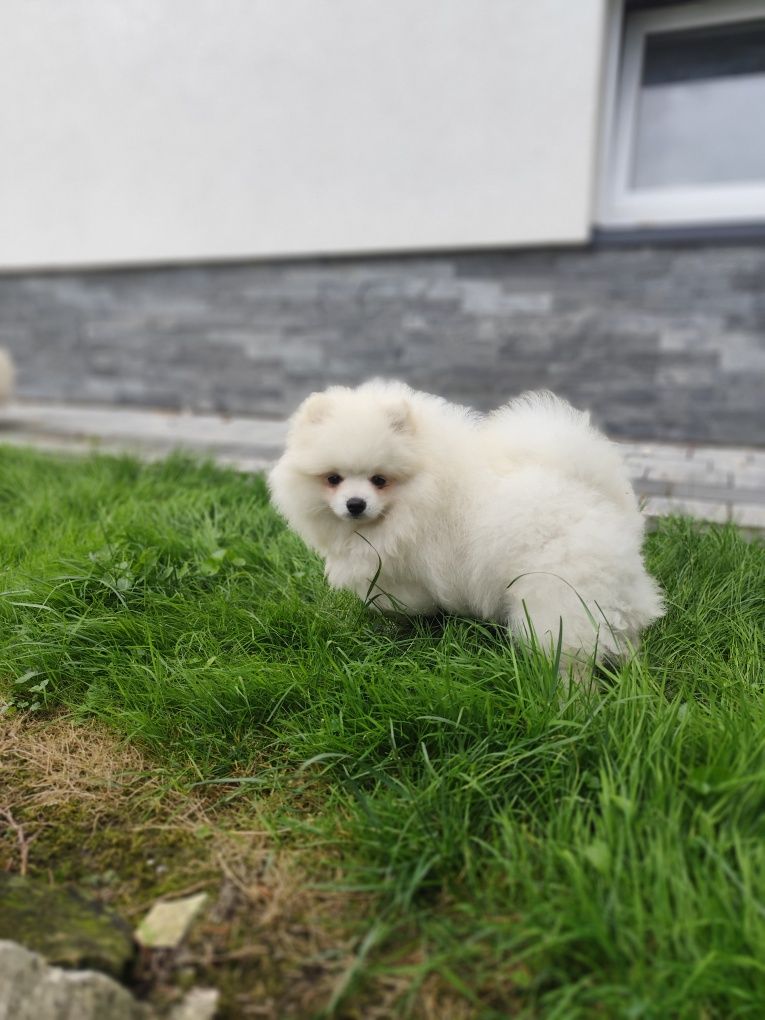 Szpic miniaturowy pomeranian, piesek