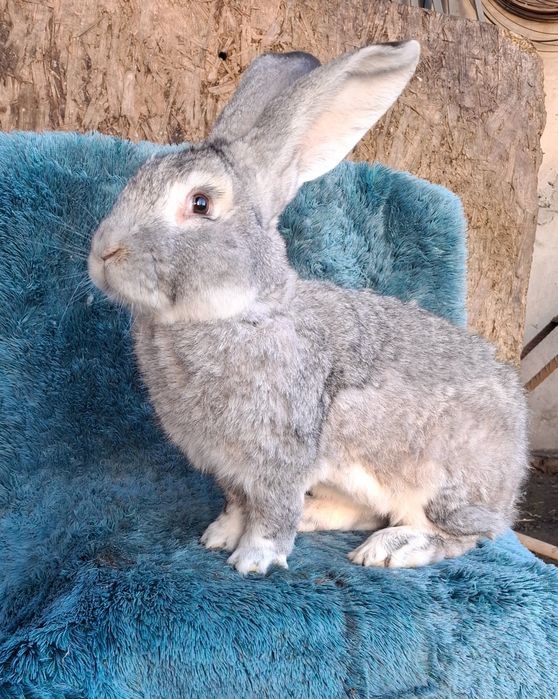 króliki olbrzymy belgijskie