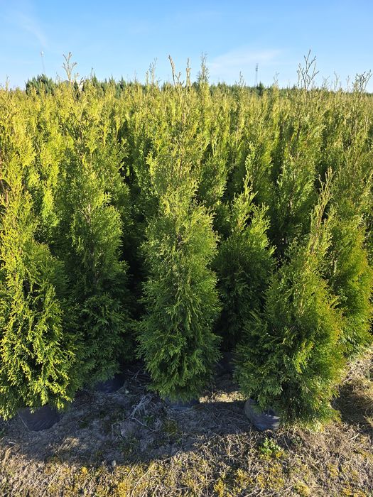 Tuja Smaragd 100 cm tuje brabant 120 szmaragd Laurowiśnia gniezno