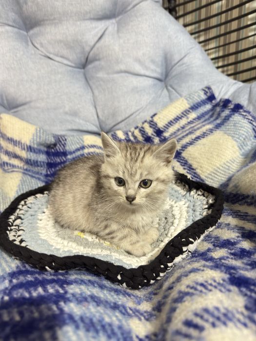 Віддам в люблячі руки кошенят