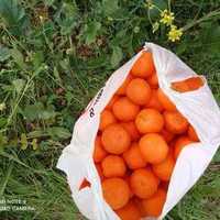 Fruta Clementinas