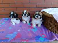 Shih Tzu piesek okolice Krakowa i Bochni