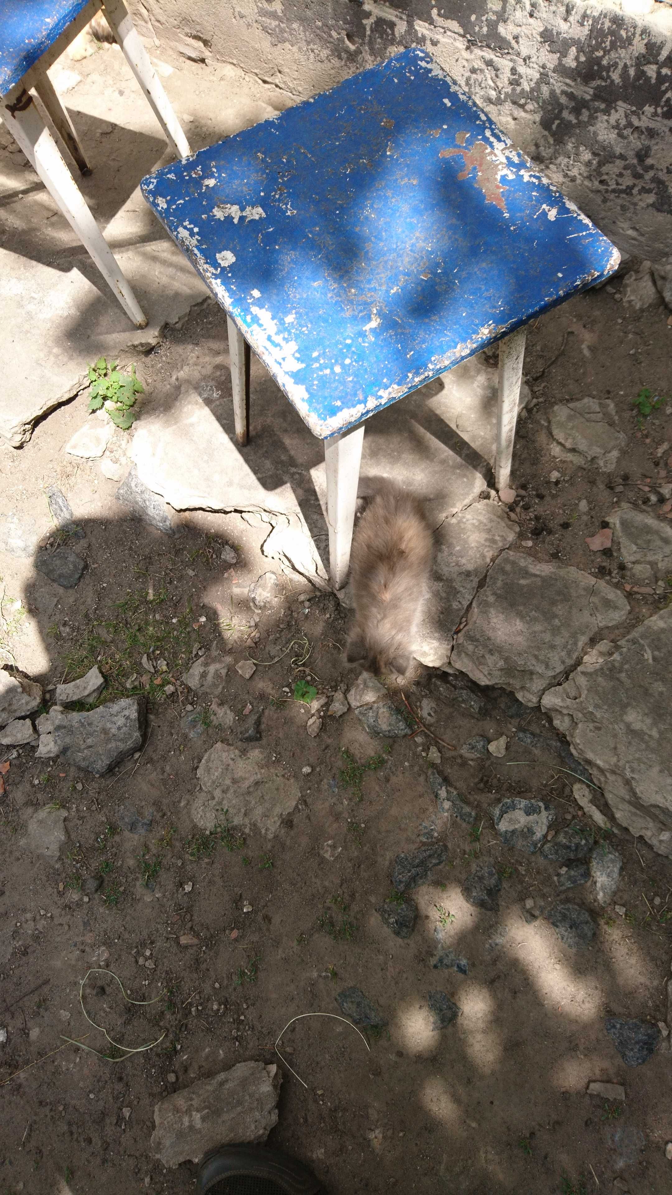 Віддам в добрі руки кошенят