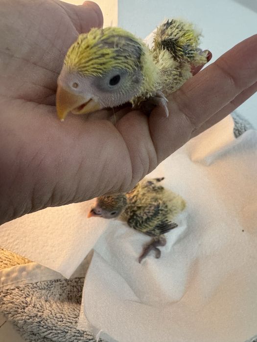 Agapornis para criar a mão