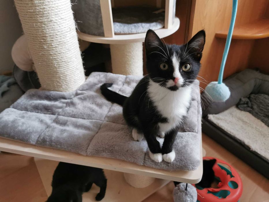 Młody chętny do zabawy kocurek