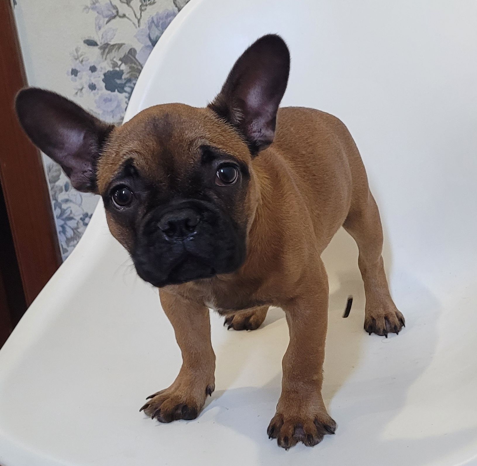 Cachorrinho Bulldog