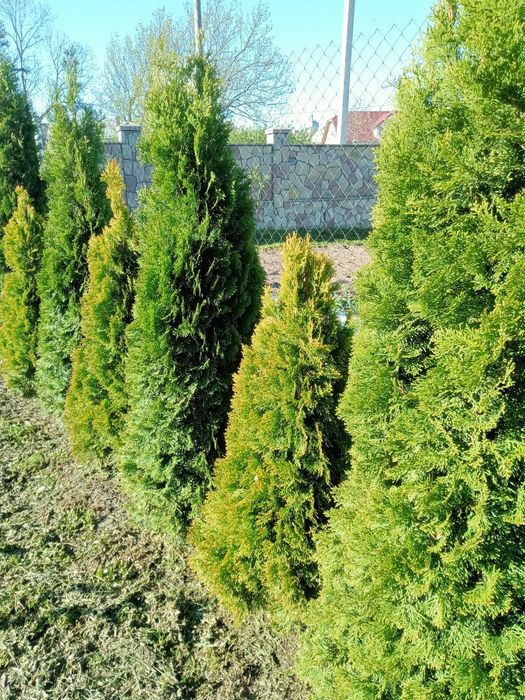 Продам туї ,пишні красуні,смарагд та голд смарагд