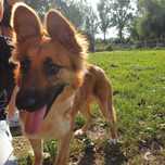 Moda suczka w typie Owczarek Malinois Tervueren
