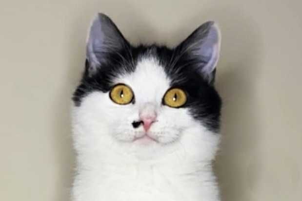 Красуня кішечка Брошка (4,5 місяці) дуже чекає на люблчу родину!