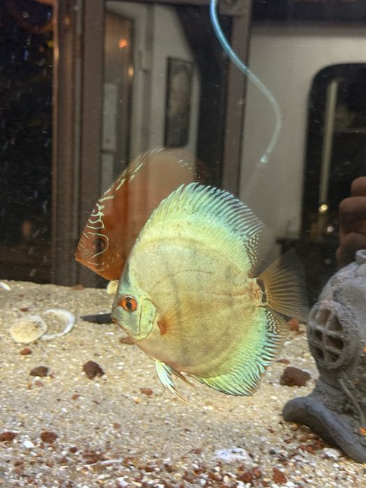 3 Discus entre 13 e 16 cm conjuntos 110€