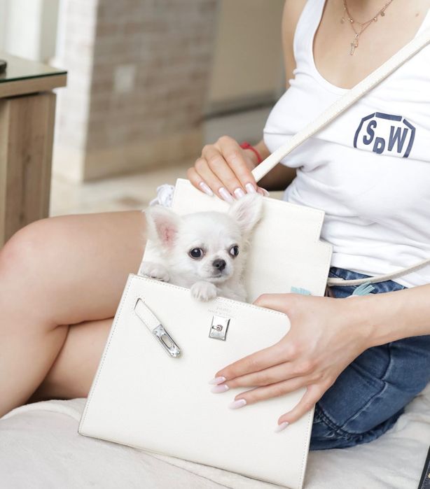 Chihuahua Mini fci sunia mikro