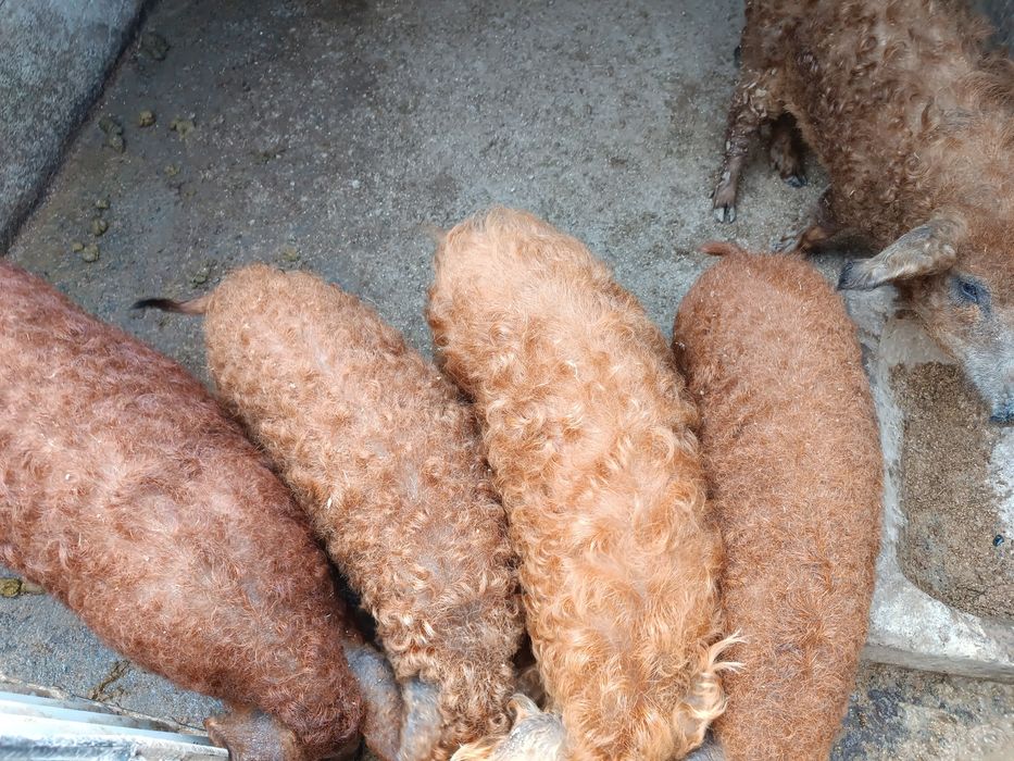 Поросята мангалиця