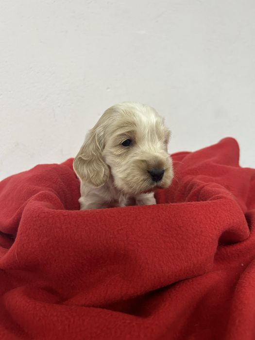 Cocker spaniel angielski
