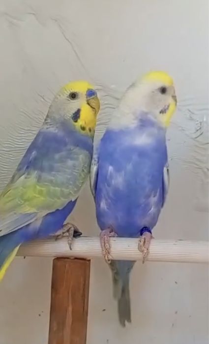 Casal periquitos arco iris original