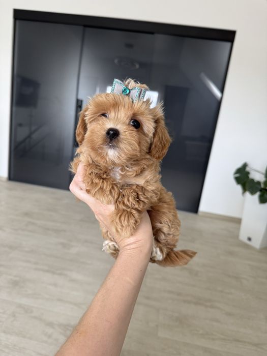 Карамельна Міні Дівчинка з доставкою!