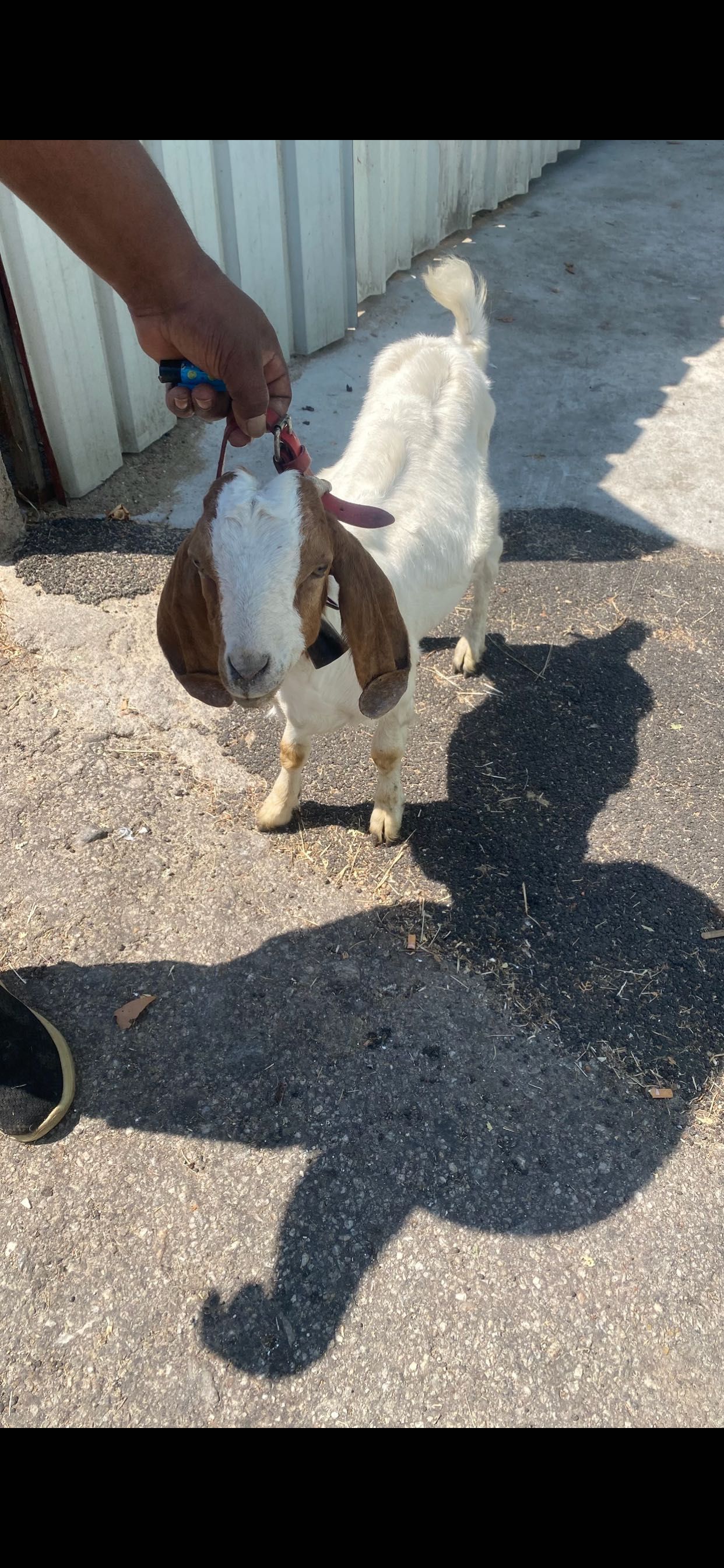 Vendo casal da raça boer