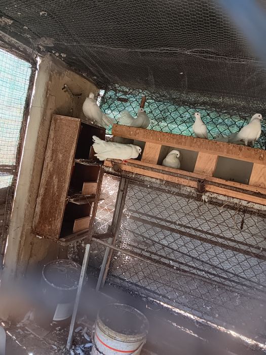 Pombas de leque  brancas