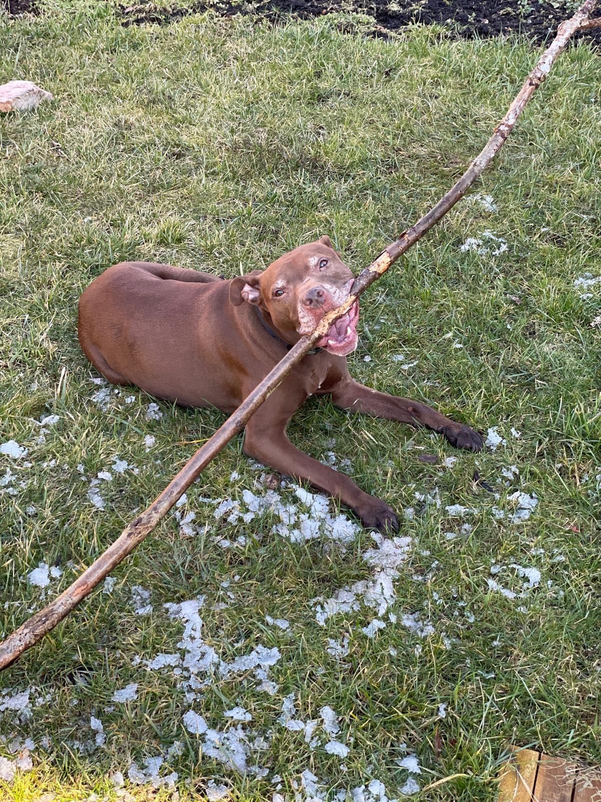 Simba szuka pilnie nowego domu!