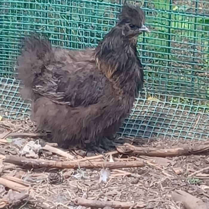 Silki para do zmiany kurnika