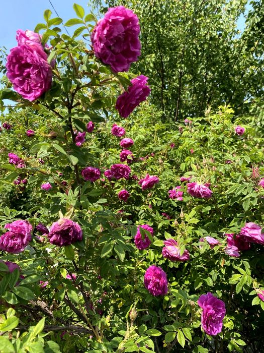 Продаж будинку недалеко від Чернігова