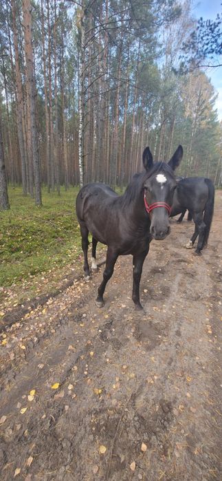 Źrebica 7 miesięcy