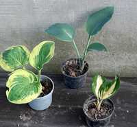 Hosta, Funkia, 3 odmiany