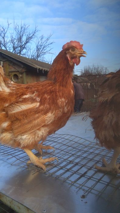 Курка кури курочка курочки