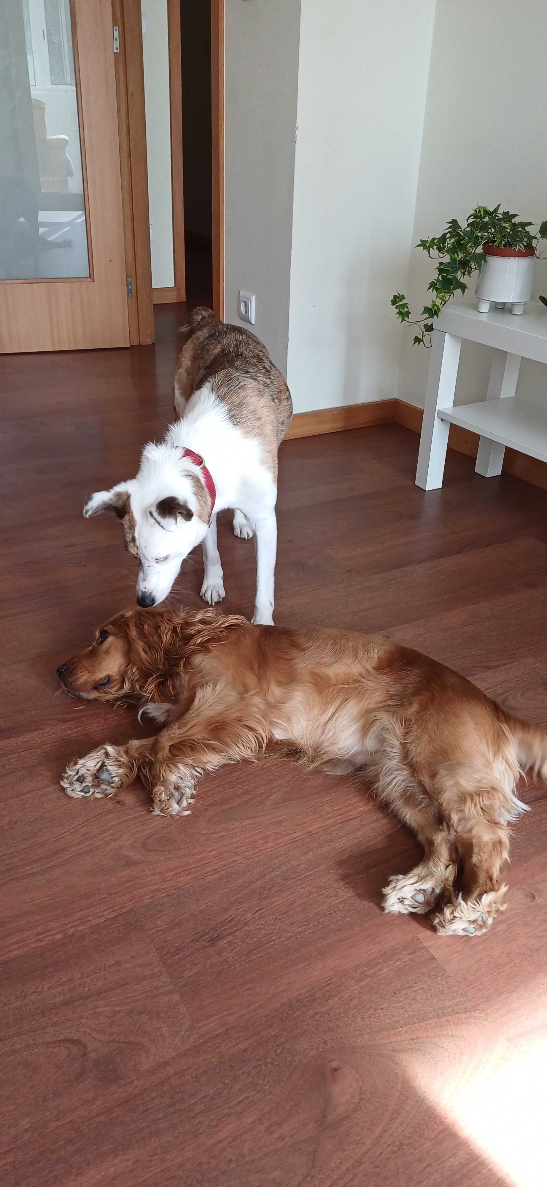 Hospedagem e pet sitting para cães pequenos, médios e grandes