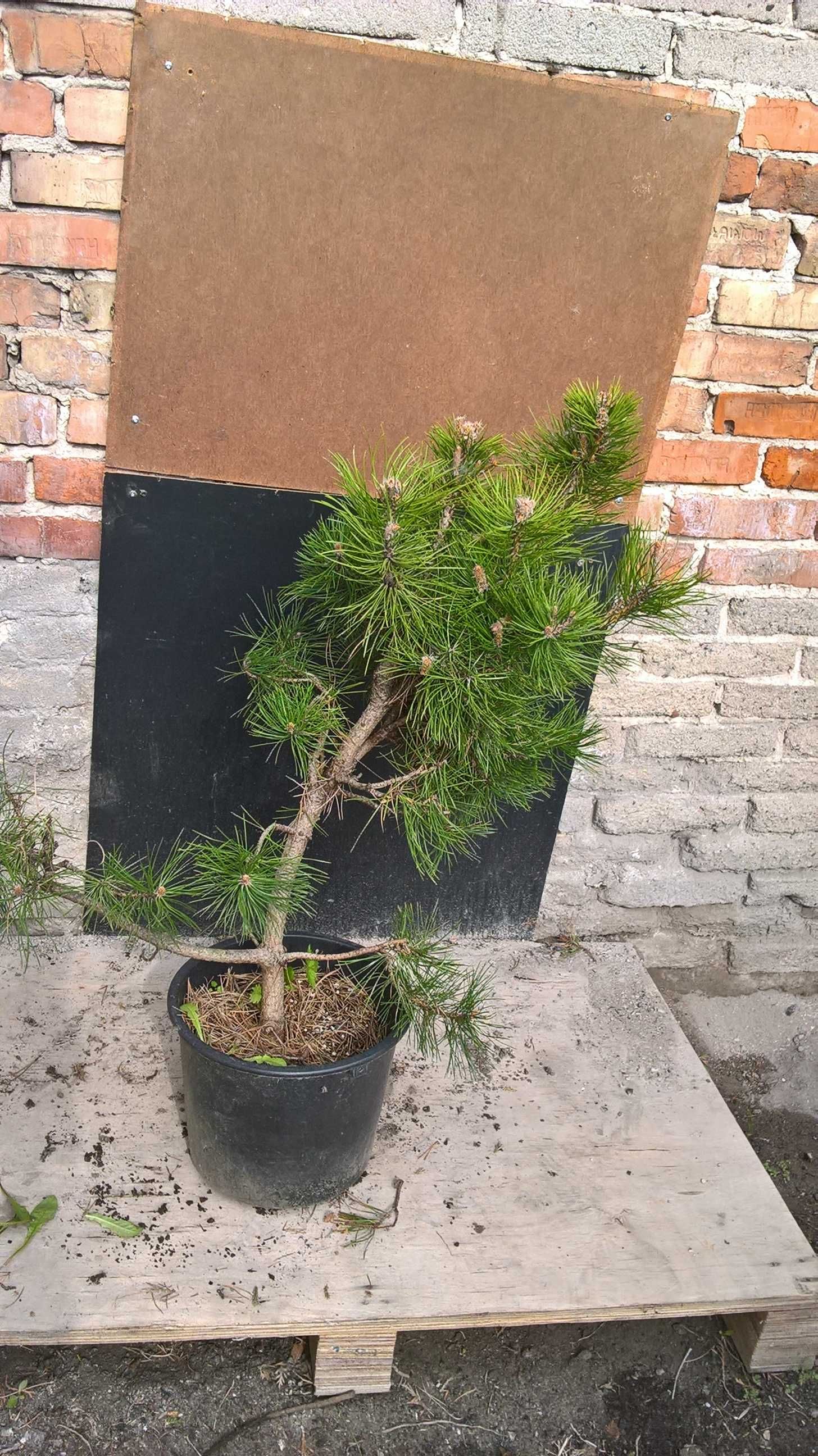 Sosna Czarna,Sosny Bonsai,Niwaki,Big Bonsai.Ogrody Japońskie