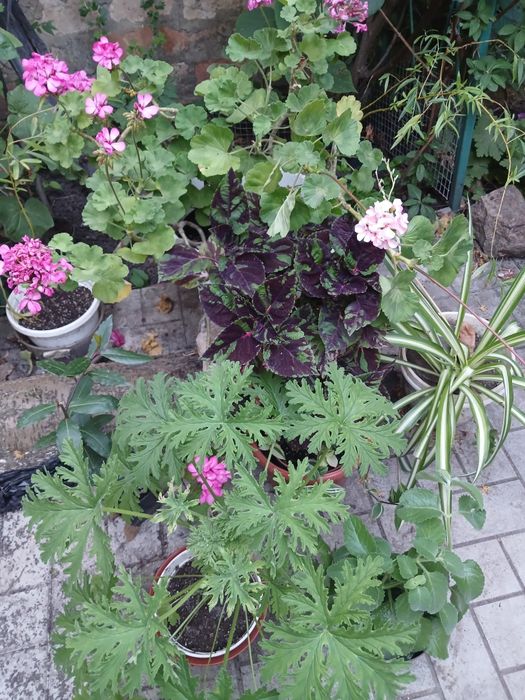 Распродажа. Комнатные растения. Пленкрантус.