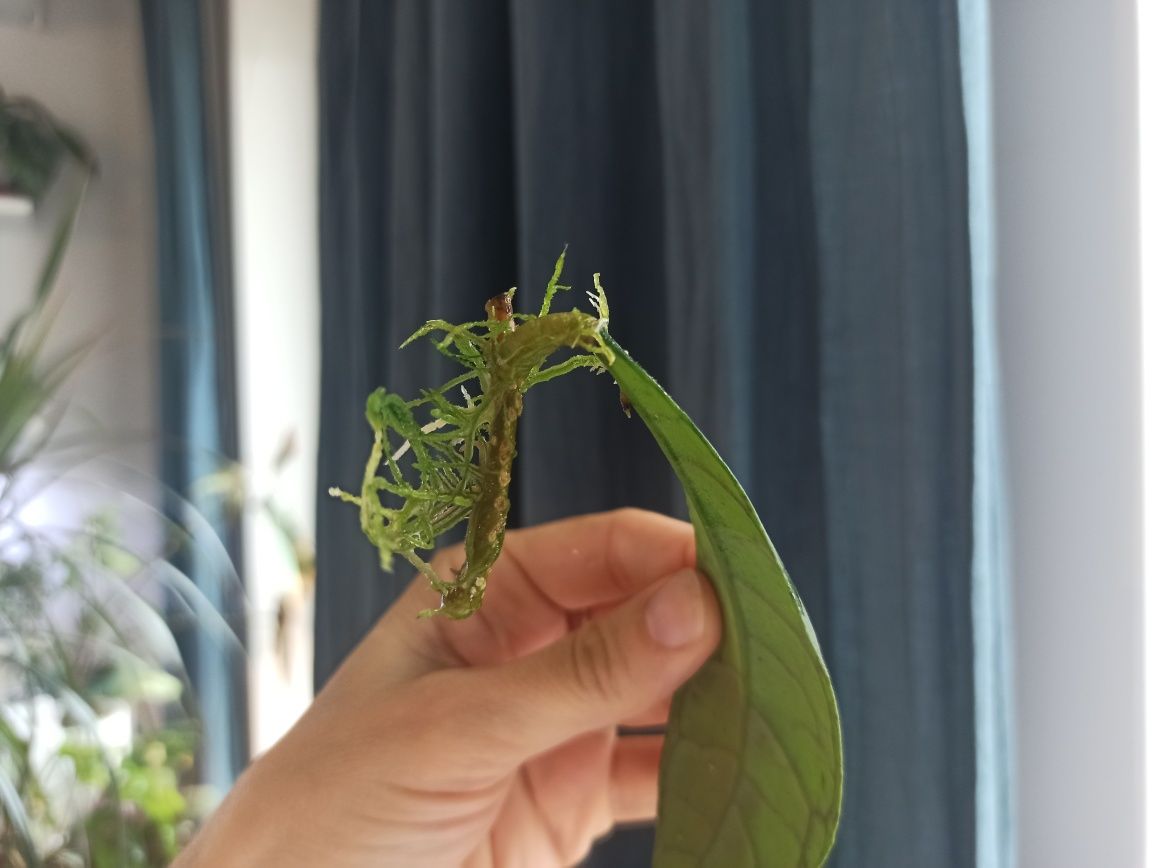 Hoya Callistophylla