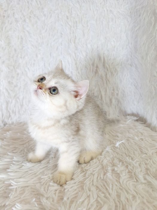 Шотландська срібляста шиншила