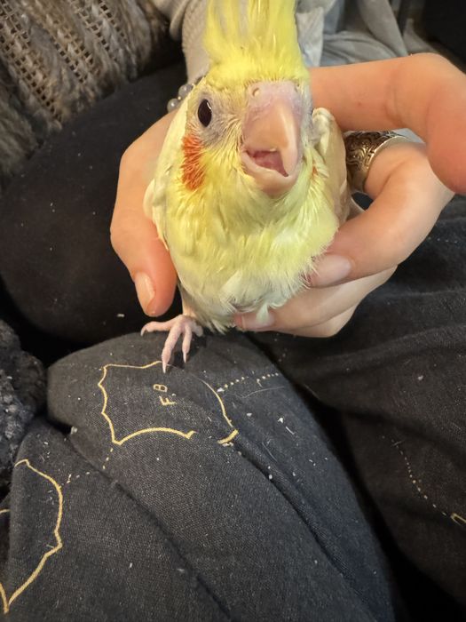 Moode papugi nimfa dokarmiane recznie domowa hodowla