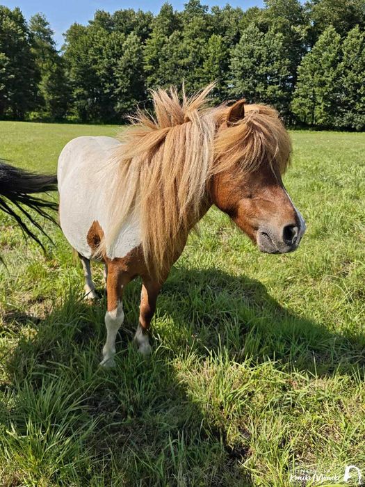 Kropek- 9-letni kucyk do bezpłatnej adopcji.