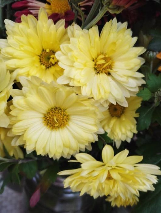 Корейська хризантема, мультифлора