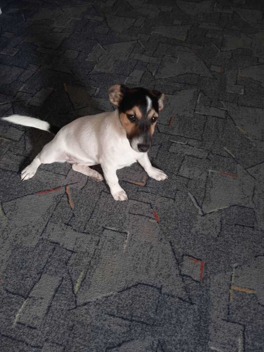 джек расел  дівчинка