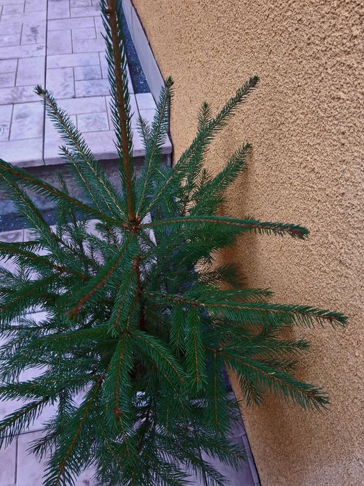 Берёза белоствольная, Бук,Осина,Дуб Красный, Клен, Рябина,Горобина