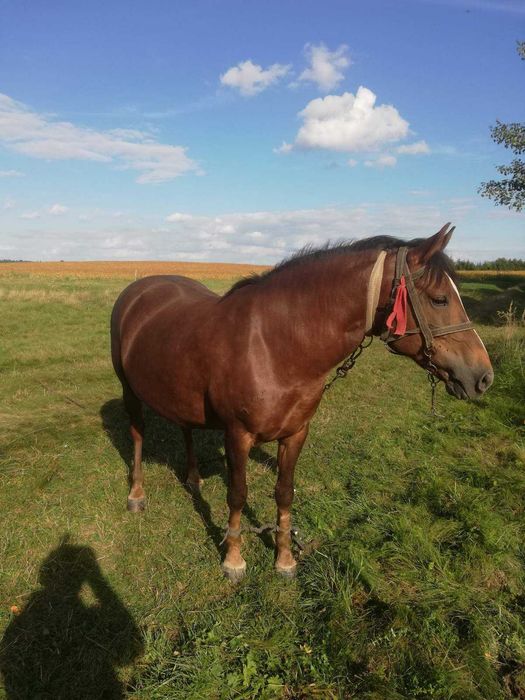 Продається кобила. Спокійна, 10 років