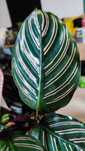 Kalatea Calathea ornata sanderiana