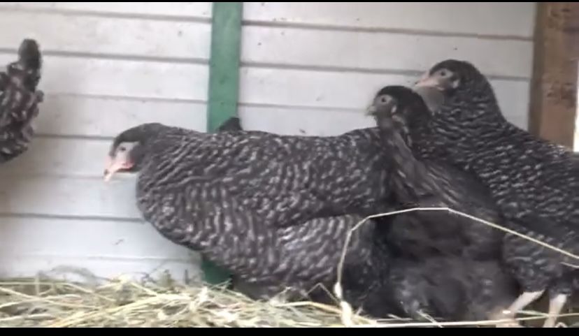 Кури Домінант пошти 5 місяців